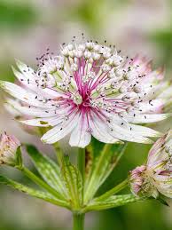 Attēlu rezultāti vaicājumam “Astrantia major flower”