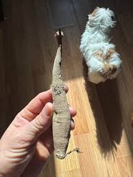 Attēlu rezultāti vaicājumam “Lindbladia tubulina spores”