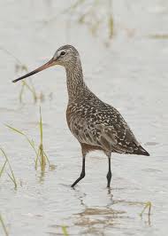 Image result for Limosa haemastica