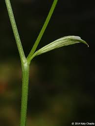 Attēlu rezultāti vaicājumam “Pimpinella saxifraga leaf”