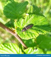 Attēlu rezultāti vaicājumam “Cidnopus aeruginosus”