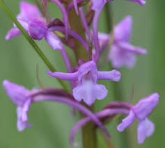 Attēlu rezultāti vaicājumam “Gymnadenia conopsea bud”