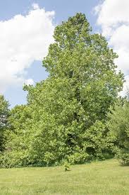 Attēlu rezultāti vaicājumam “Acer saccharinum”