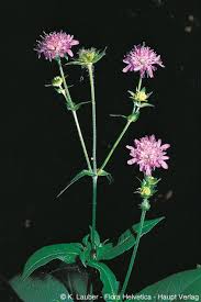 Image result for Knautia dipsacifolia