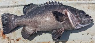 Image result for Polyprion americanus