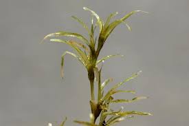 Attēlu rezultāti vaicājumam “Najas flexilis”