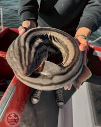 Image result for Poroderma africanum