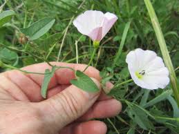 Attēlu rezultāti vaicājumam “Convolvulus arvensis flower”