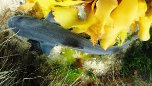 Image result for Mustelus antarcticus