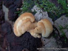 Attēlu rezultāti vaicājumam “Antrodiella serpula”