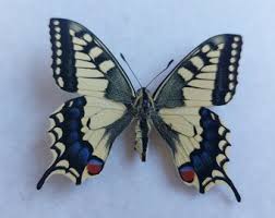 Attēlu rezultāti vaicājumam “Papilio machaon upperside”