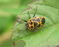 Attēlu rezultāti vaicājumam “Eurydema dominulus”