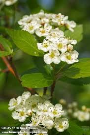 Attēlu rezultāti vaicājumam “Crataegus douglasii”