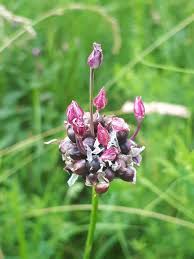 Attēlu rezultāti vaicājumam “Allium scorodoprasum”