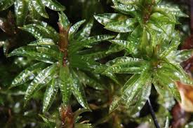 Attēlu rezultāti vaicājumam “Atrichum undulatum sporophyte”