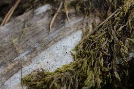 Attēlu rezultāti vaicājumam “Xylographa paralella”