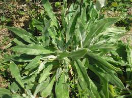 Attēlu rezultāti vaicājumam “Anchusa arvensis leaf”