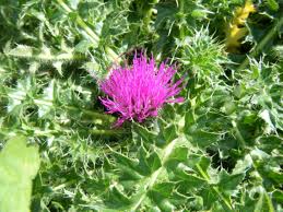 Attēlu rezultāti vaicājumam “Cirsium acaule”