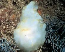 Attēlu rezultāti vaicājumam “Octospora humosa”