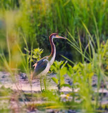 Image result for Tri-Esporta Crawley