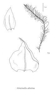 Attēlu rezultāti vaicājumam “Abietinella abietina”