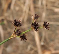 Attēlu rezultāti vaicājumam “Juncus articulatus”