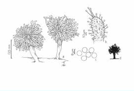 Attēlu rezultāti vaicājumam “Ceratiomyxa fruticulosa spores”