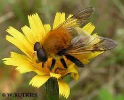 Attēlu rezultāti vaicājumam “Arctophila superbiens”