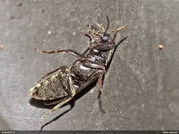 Attēlu rezultāti vaicājumam “Xylita laevigata”