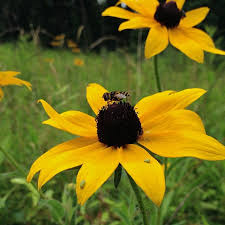 Image result for Rudbeckia