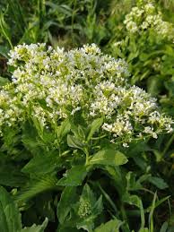 Attēlu rezultāti vaicājumam “Lepidium latifolium”