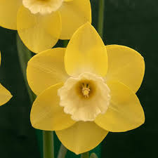 Attēlu rezultāti vaicājumam “Narcissus flower”