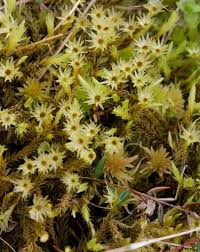 Attēlu rezultāti vaicājumam “Aulacomnium palustre”