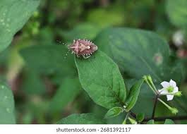 Attēlu rezultāti vaicājumam “Closterotomus biclavatus imago”