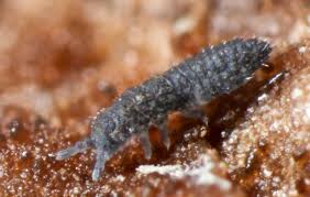 Attēlu rezultāti vaicājumam “Hypogastrura sp.”