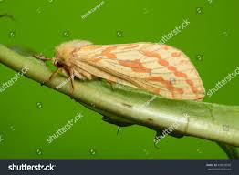 Attēlu rezultāti vaicājumam “Hepialus humuli female”