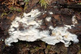 Attēlu rezultāti vaicājumam “Skeletocutis odora”