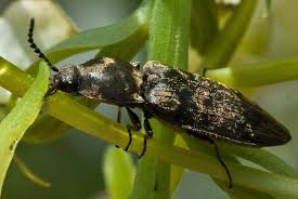 Attēlu rezultāti vaicājumam “Prosternon tessellatum”