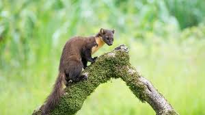 Attēlu rezultāti vaicājumam “Martes martes”