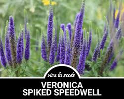 Attēlu rezultāti vaicājumam “Veronica spicata”