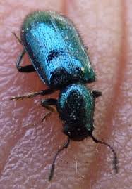 Attēlu rezultāti vaicājumam “Korynetes caeruleus”