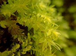 Attēlu rezultāti vaicājumam “Mnium marginatum”