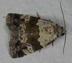 Attēlu rezultāti vaicājumam “Nolidae”