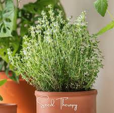 Image result for Thymus vulgaris