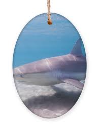 Image result for Carcharhinus obscurus