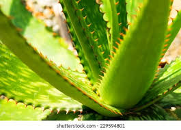 Attēlu rezultāti vaicājumam “Xanthorrhoeaceae”