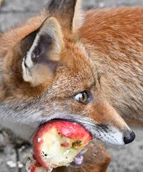 Attēlu rezultāti vaicājumam “Vulpes vulpes  juvenile”