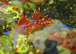 Attēlu rezultāti vaicājumam “Saelania glaucescens”