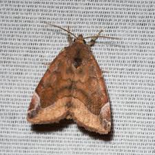 Attēlu rezultāti vaicājumam “Cosmia pyralina”