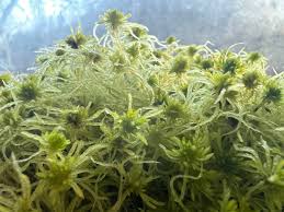 Attēlu rezultāti vaicājumam “Sphagnum fimbriatum”